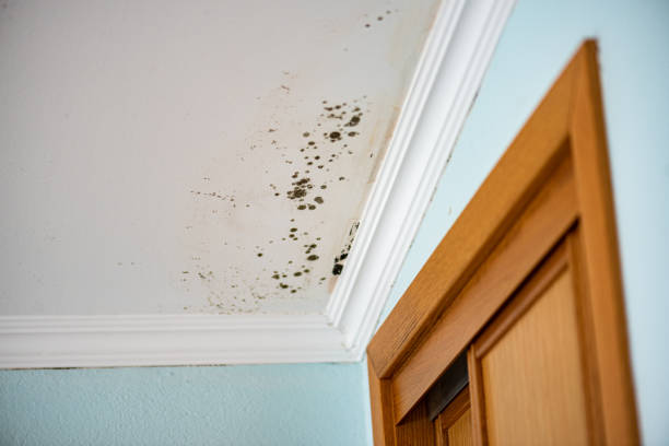 Best Crawl Space Mold Removal  in North Bonneville, WA