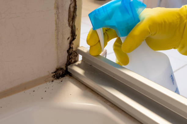 Best Same-Day Mold Removal  in North Bonneville, WA