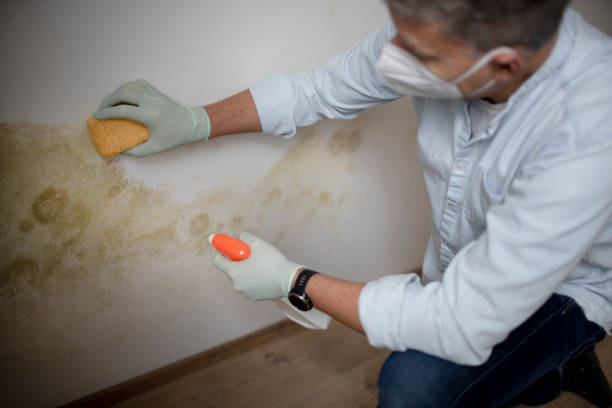 Best Emergency Mold Removal  in North Bonneville, WA