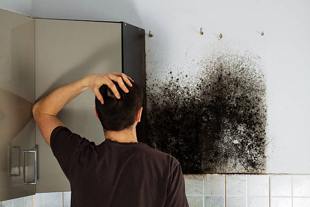 Best Attic Mold Removal  in North Bonneville, WA