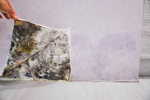 North Bonneville, WA Mold Removal Company